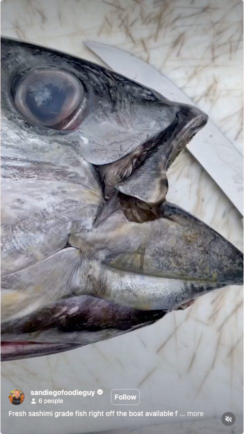 Haworth Fish